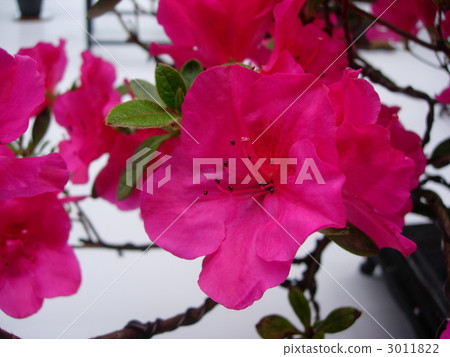 azalea, azaleas, bloom 3011822