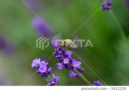 Bee and Lavender 3012229