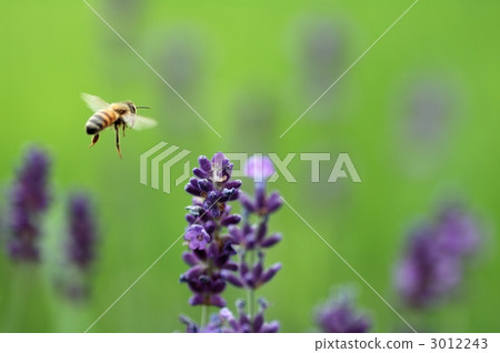 Bee and Lavender 3012243