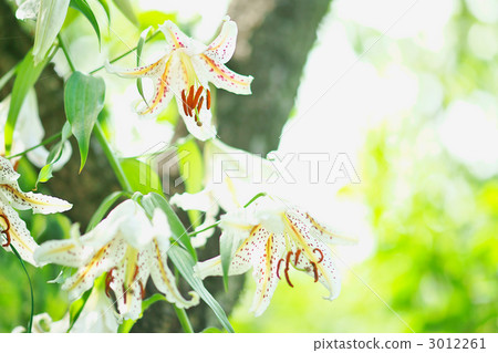 golden-banded lily, lily, kanto 3012261