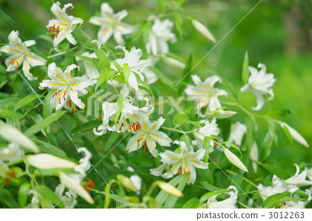 高麗百合 百合 百合花 3012263