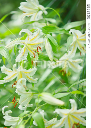 高麗百合 百合 百合花 3012265