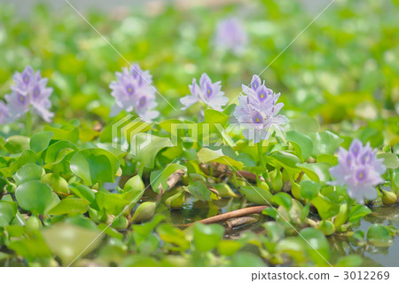 水葫蘆 冬閑田 引進物種 3012269