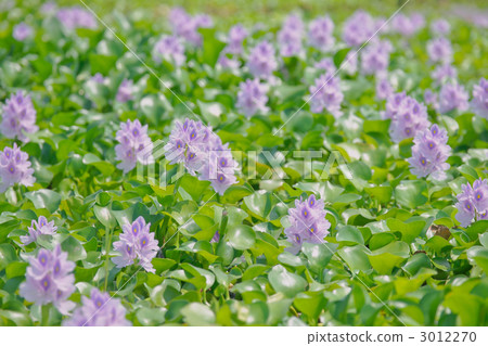 eichhornia crassipes, water hyacinth, waterweed 3012270