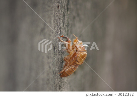 Cicadian shell半 3012352