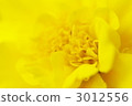 法國萬壽菊 萬壽菊 花朵 3012556