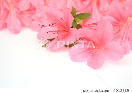 Satsuki's flower 3012589