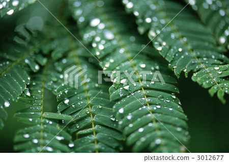 Nemuoki葉子與waterdrop的 3012677