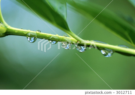 Leaves with waterdrops 3012711