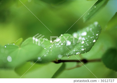 Katsura leaves with waterdrops 3012727