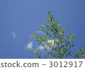 Blue sky and bamboo 3012917