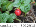Snake strawberries 3012918