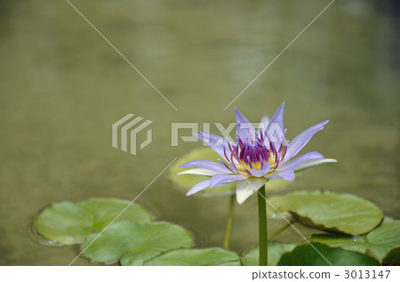 Water lily blooming in Jindai plant park 3013147