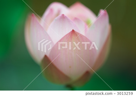 Showa memorial park lotus "powder chiba" Showa memorial park lotus "powder chiba" 3013259