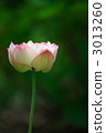 Showa memorial park lotus "Sushi peach" 3013260