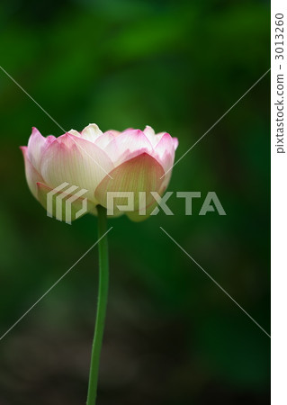 Showa memorial park lotus "Sushi peach" Showa memorial park lotus "Sushi peach" 3013260