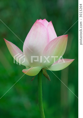 Showa memorial park's lotus "Red marginal loquatidium" 3013264