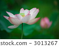 Showa memorial park lotus "immediate non lotus" 3013267