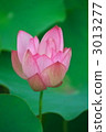 Showa memorial park lotus "immediate non lotus" 3013277