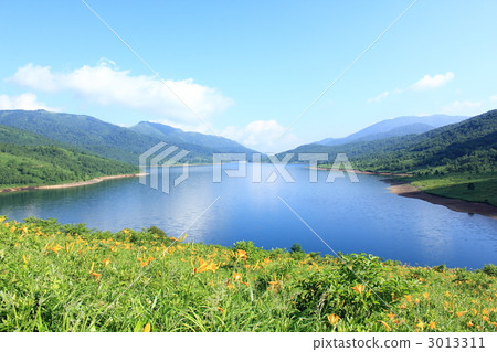 nozori湖 金針花 留白空間 3013311