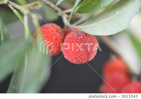 Yamamomo Yamamomo 3013343