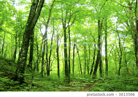 山毛櫸的原始森林 山毛櫸的原始森林 3013566
