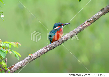 玉的幼鳥 玉的幼鳥 3013569