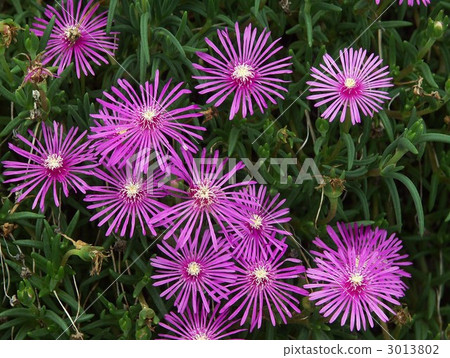 Matsuba button in full bloom 3013802