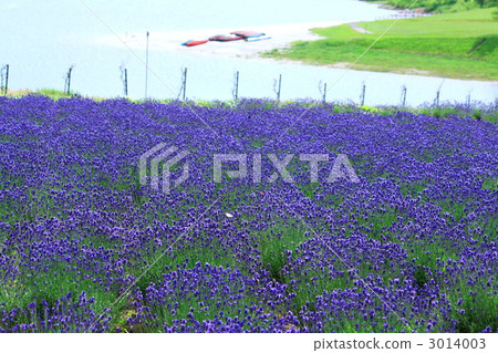 Lavander on the lake Lavander on the lake 3014003