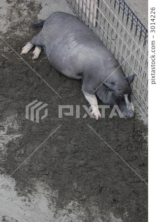 Pot berry / mini pig Pot berry / mini pig 3014226