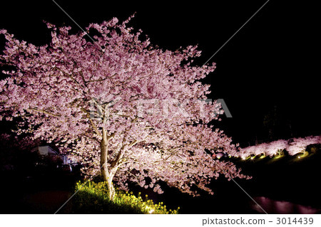 Kawazu cherry light up and rape flowers and river Kawazu cherry light up and rape flowers and river 3014439
