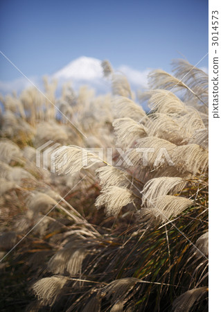 Susuki and Mt. Fuji 3014573