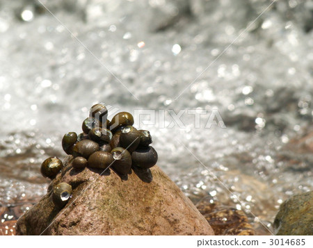 Sakamasikigai 3014685