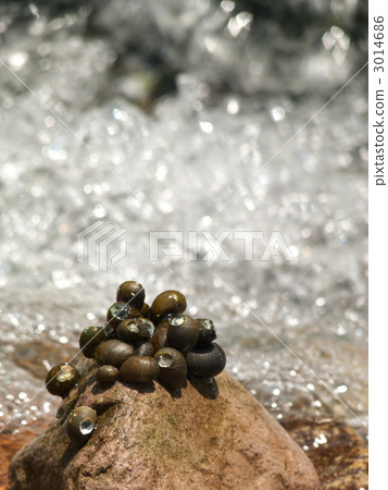 Sakamasikigai 3014686