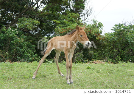 Parent 2 3014731