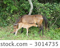 Parent and child 3014735