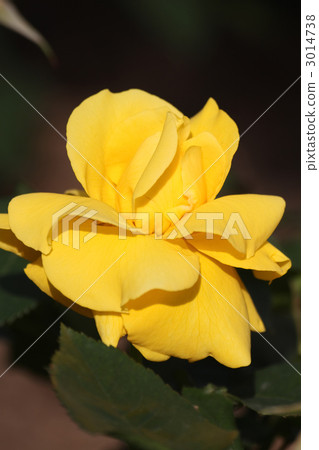 Midas Touch Midas Touch 3014738