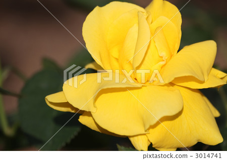 Midas Touch Midas Touch 3014741