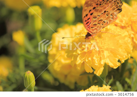 Butterfly to stay in marigold 3014756