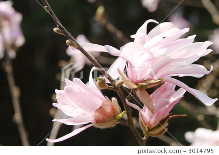 Shidecabushi Shidecabushi 3014795