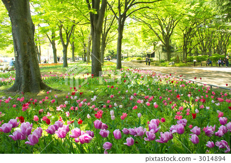 日比谷公園的鬱金香花田 日比谷公園的鬱金香花田 3014894