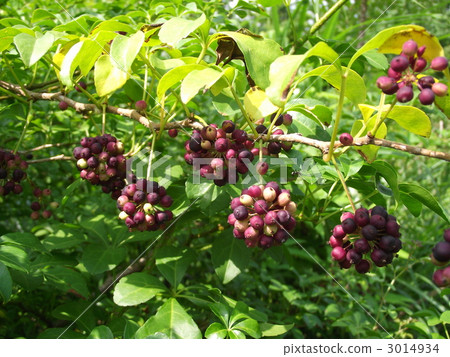 ukogi的果實 3014934