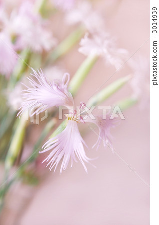 Nadeshiko flower 3014939