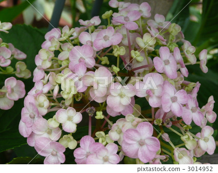 繡球 繡球 3014952