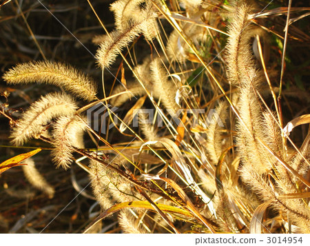 狗尾草 閃爍的 明亮 3014954