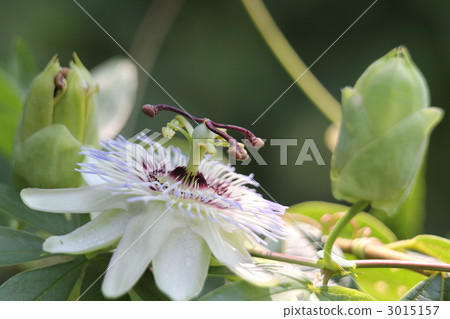 觀看草 觀看草 3015157