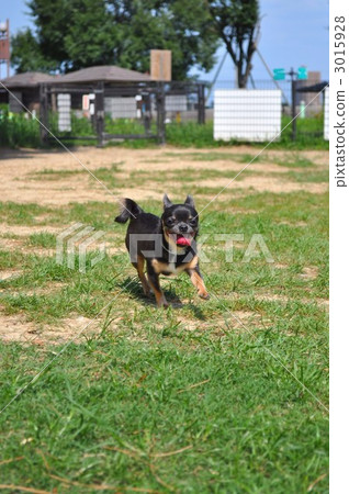 短而貼的毛 小型犬 玩具狗 3015928