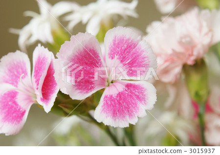 Nadeshiko flower Nadeshiko flower 3015937