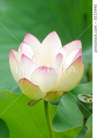 蓮花 3015940