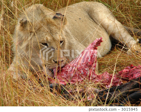 捕食在犧牲者期間的公獅子 3015945